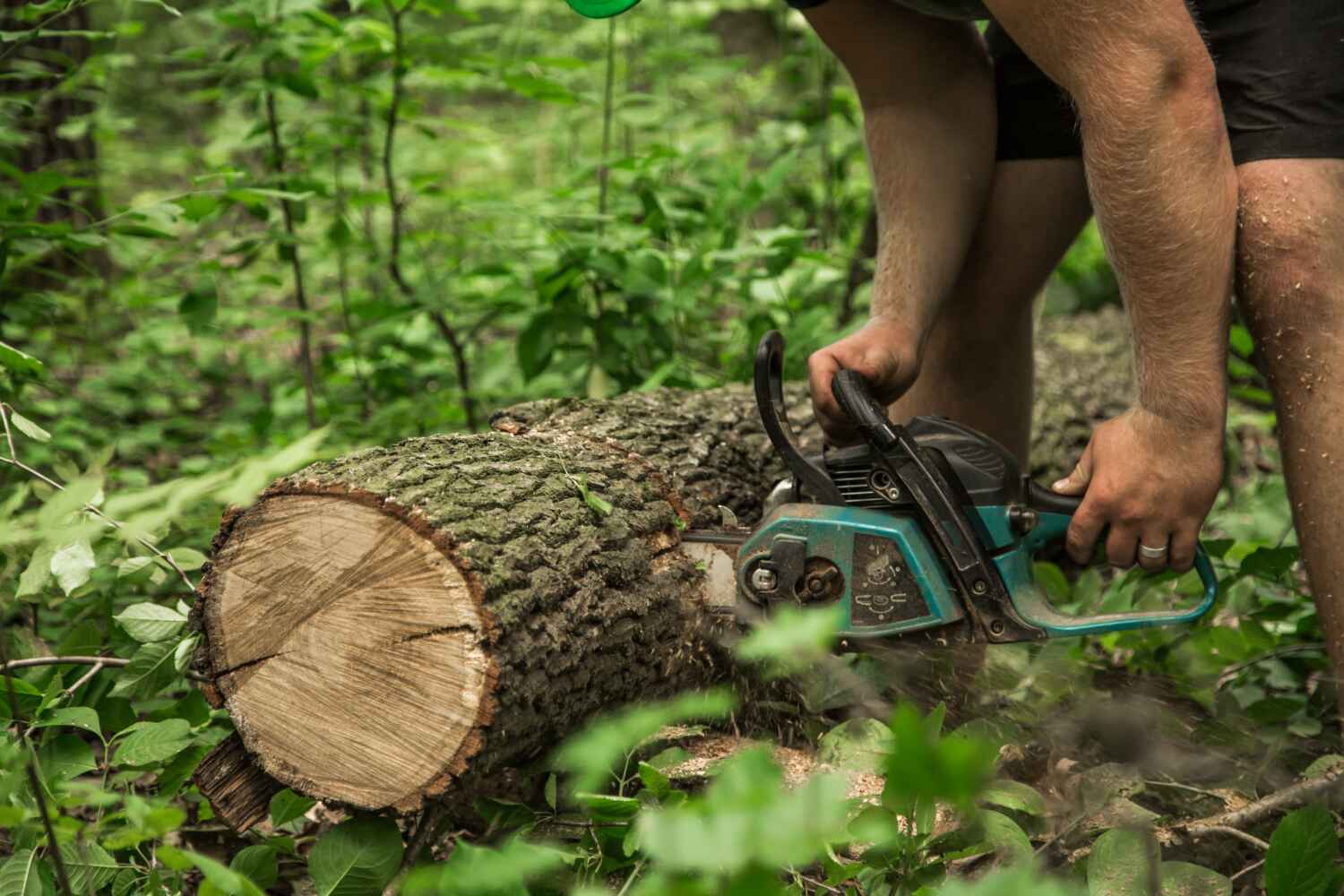 Professional Tree Service in South Houston, TX